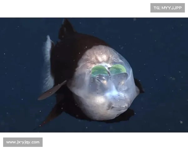 冰鳞蓝鱼揭秘 深海之中神秘生物的独特适应与生存之谜 冰鳞蓝鱼揭秘 深海之中神秘生物的独特适应与生存之谜